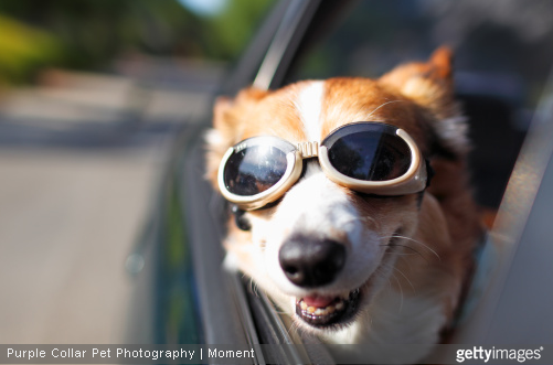 Voyager avec votre chien à l’étranger : à quoi penser avant de partir ?