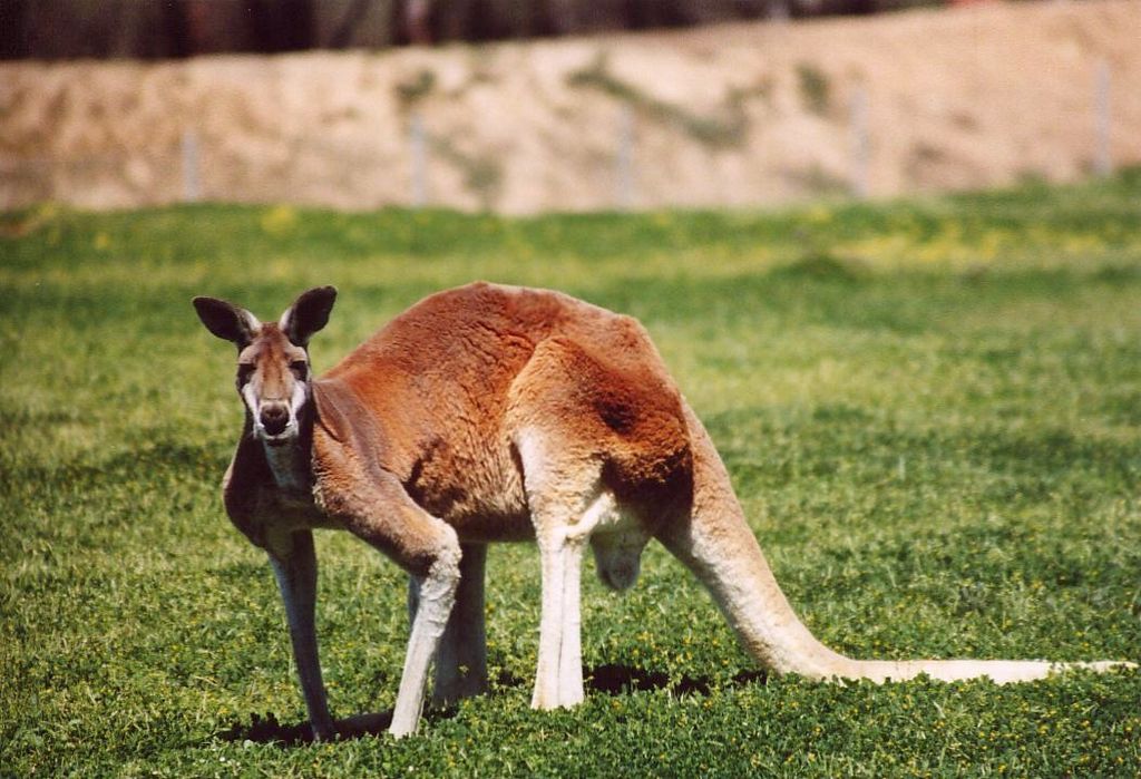 Voyage en Australie : top 5 des activités à faire