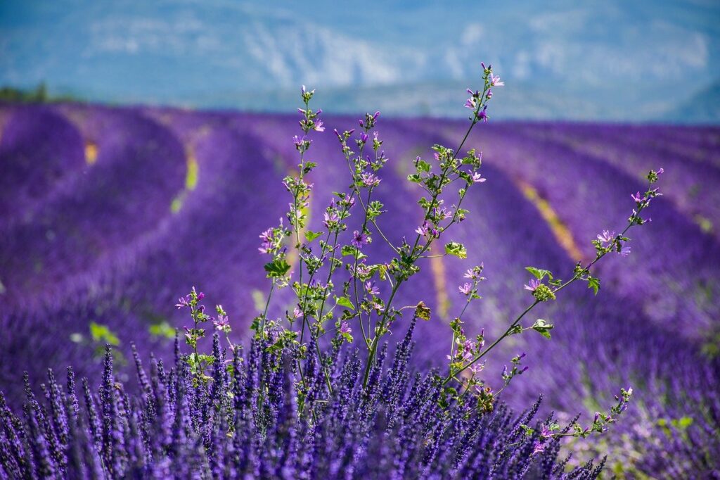 provence